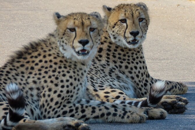 Kruger National Park - Private full day Safari trip. - Why this Hazyview safari makes sense