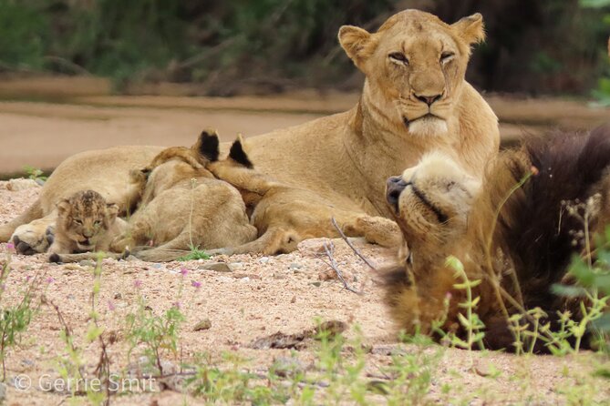 Kruger National Park - Private full day Safari trip. - What makes the private format worth the price