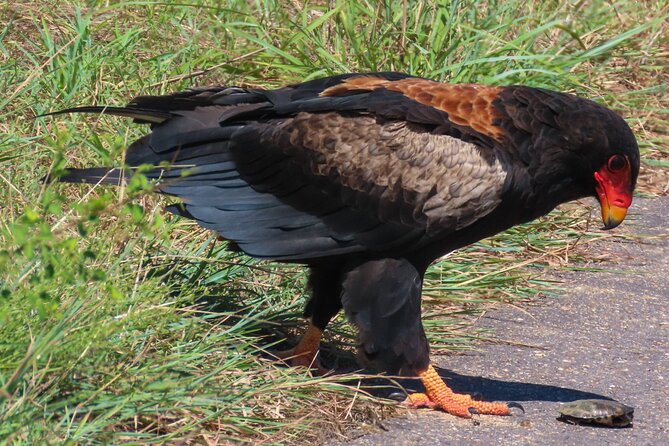 Kruger National Park - Private full day Safari trip. - A guide makes or breaks a one-day safari