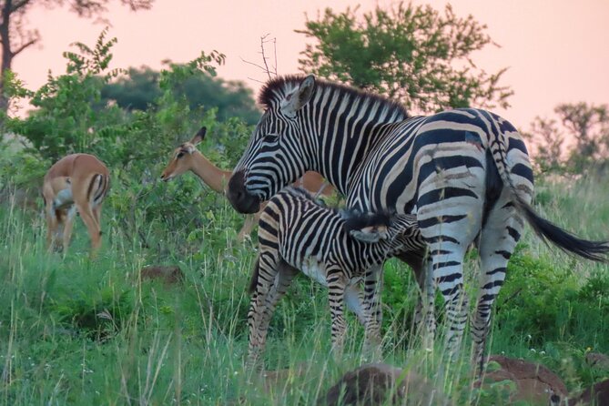 Kruger National Park - Private full day Safari trip. - The main limitations to consider