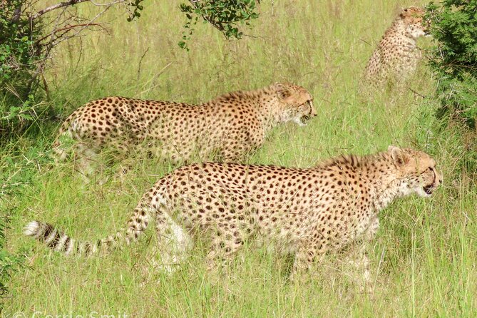 Kruger National Park - Private full day Safari trip. - Nine hours of wildlife watching