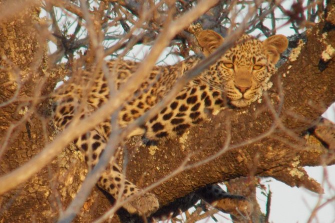 Kruger National Park - Private Sunrise Half day Safari trip. - Why an early start matters in Kruger