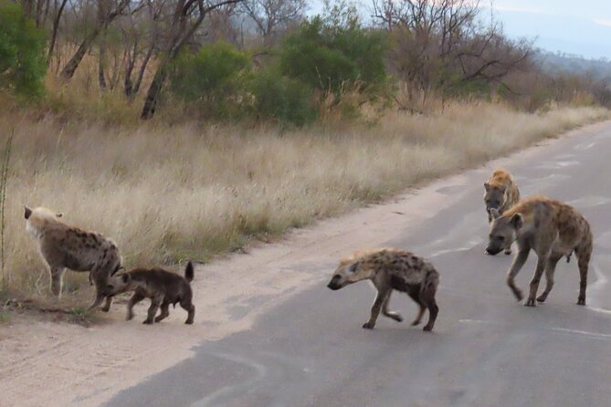 Kruger National Park - Private Sunrise Half day Safari trip. - Seven hours among Kruger’s wildlife