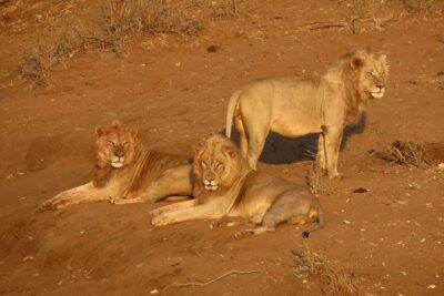 Kruger National Park – Private Sunrise Half day Safari trip.