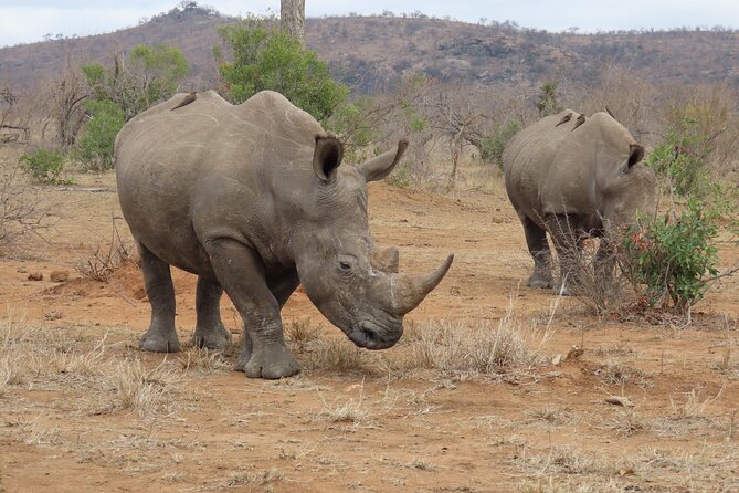 Kruger National Park - Private Sunrise Half day Safari trip. - What the private format is really worth