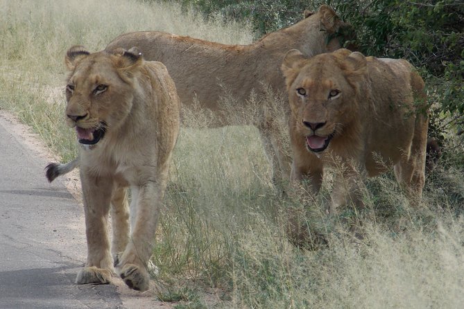 Kruger National Park - Private Sunrise Half day Safari trip. - Who should choose this safari