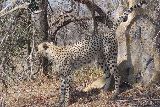 Kruger National Park - Private Sunrise Half day Safari trip. - Cancellation and weather details