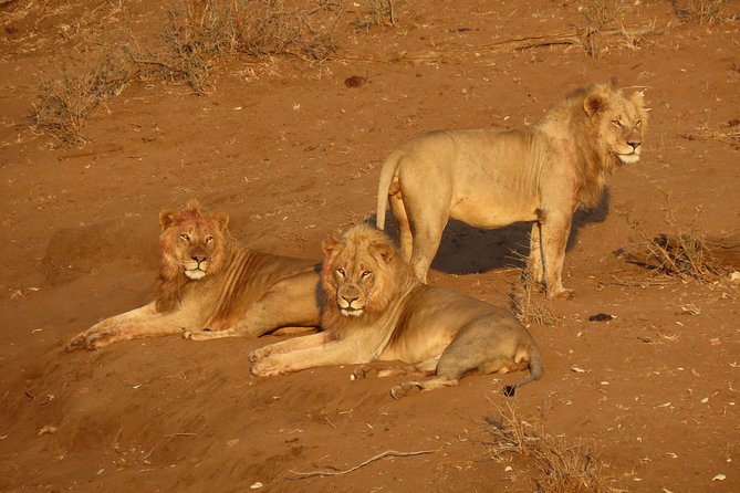 Kruger National Park - Private Sunrise Half day Safari trip. - Passing through Phabeni Gate