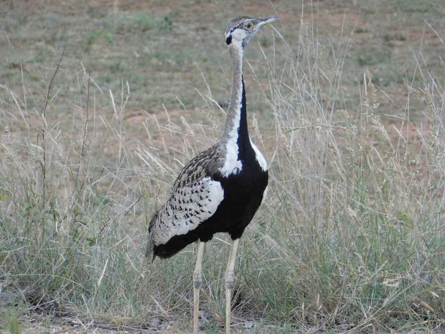 Kruger National Park Safari (Full Day) - Big Five hopes and smaller discoveries