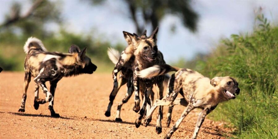 Kruger National Park Safari (Full Day) - Pickup, return, and the shape of the day