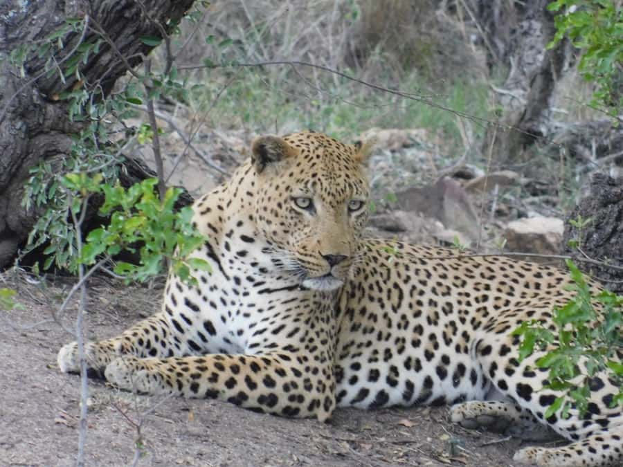 Kruger National Park Safari (Full Day) - Who will get the most from this safari