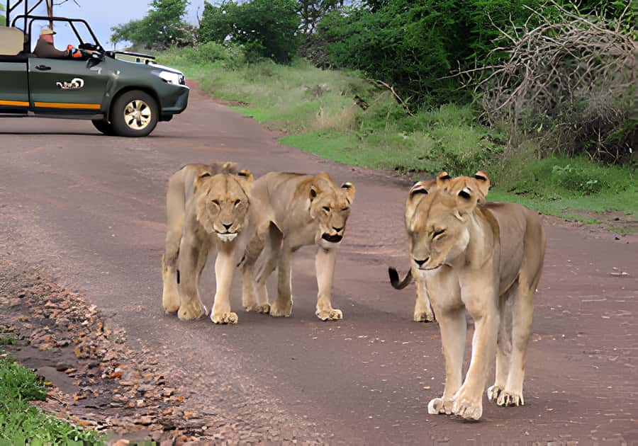 Kruger National Park Safari (Full Day) - Starting from Hazyview hotels and lodges