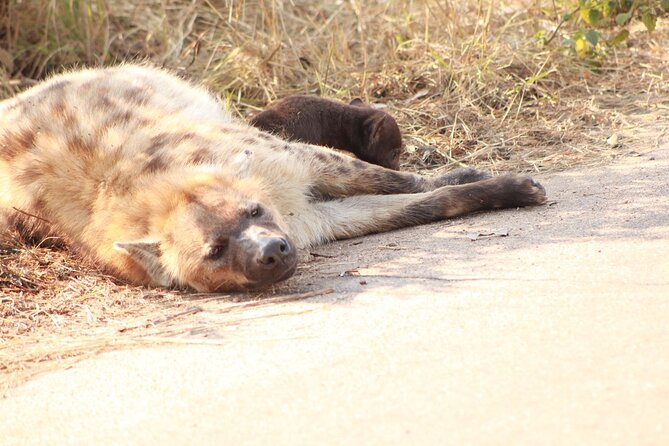 Kruger National Park, Safari Game Drive. - A full day at Kruger’s Malelane Gate