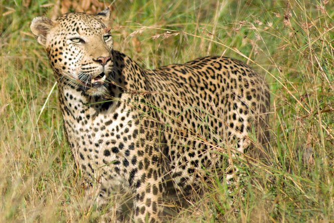 Kruger National Park, Safari Game Drive. - The guide can make or break the day
