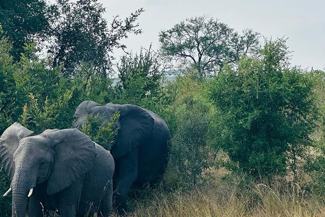 Kruger National Park, Safari Game Drive. - The heat, the long hours, and what to bring