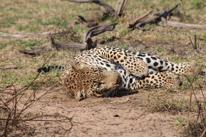 Kruger National Park, Safari Game Drive. - Conservation adds meaning to the drive