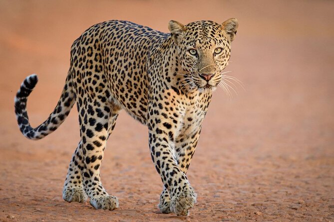 Kruger National Park, Safari Game Drive. - Is $103.89 good value?