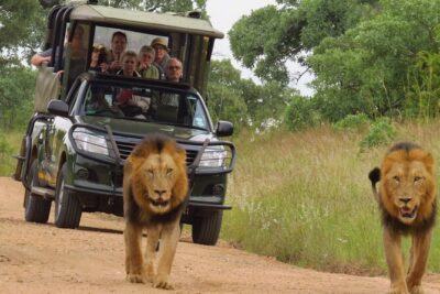 Kruger National Park sunrise Morning Private safari
