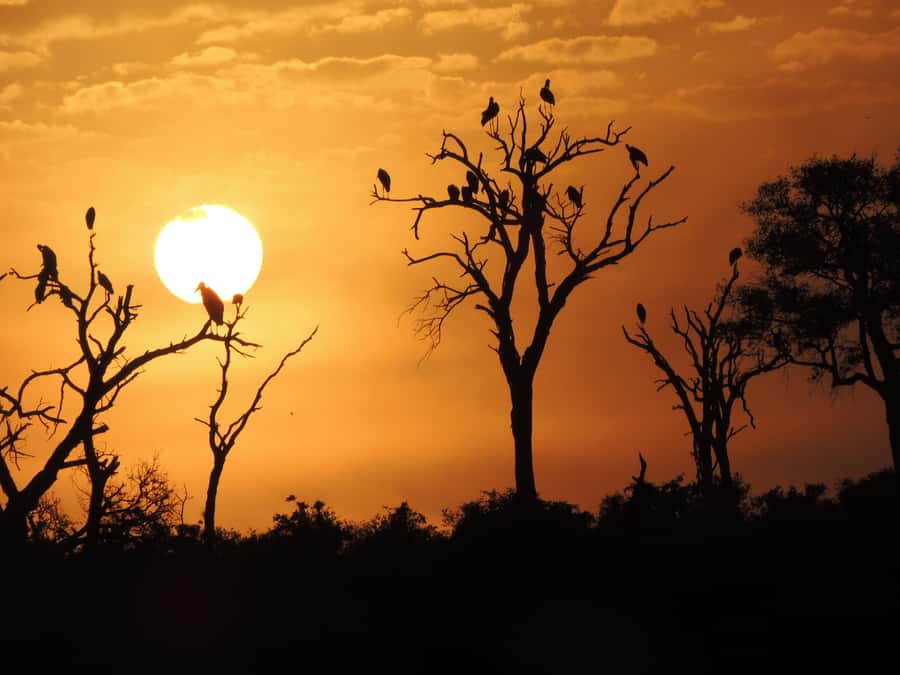 Kruger National Park: Wildlife-Watching Safari - Key points to know before you book