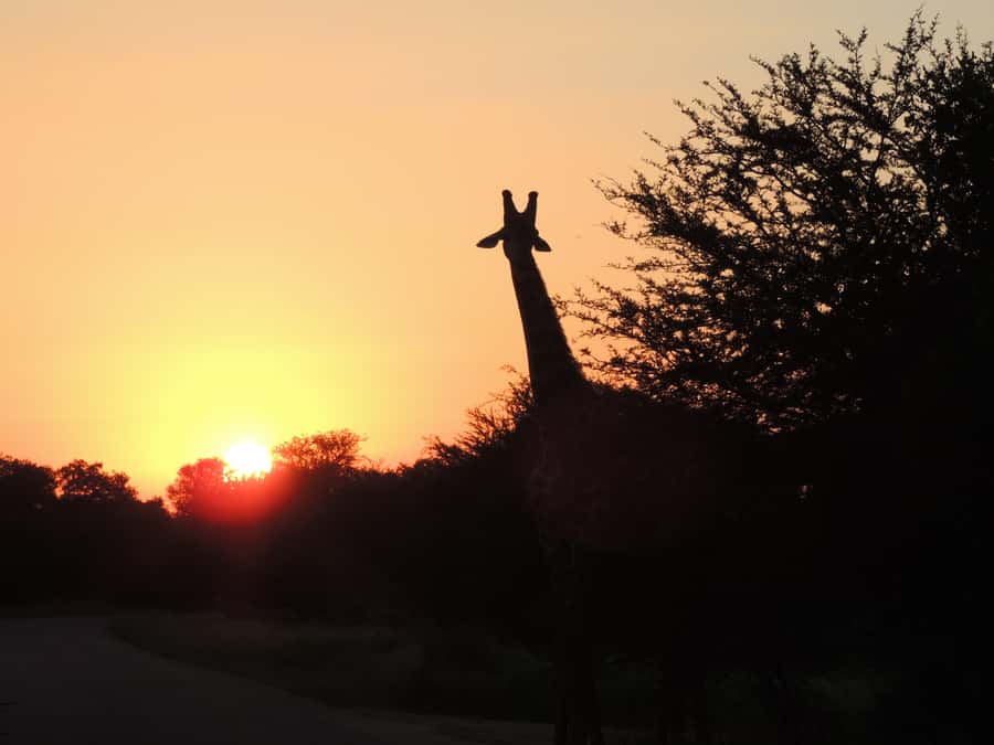 Kruger National Park: Wildlife-Watching Safari - My practical verdict on the $63 experience