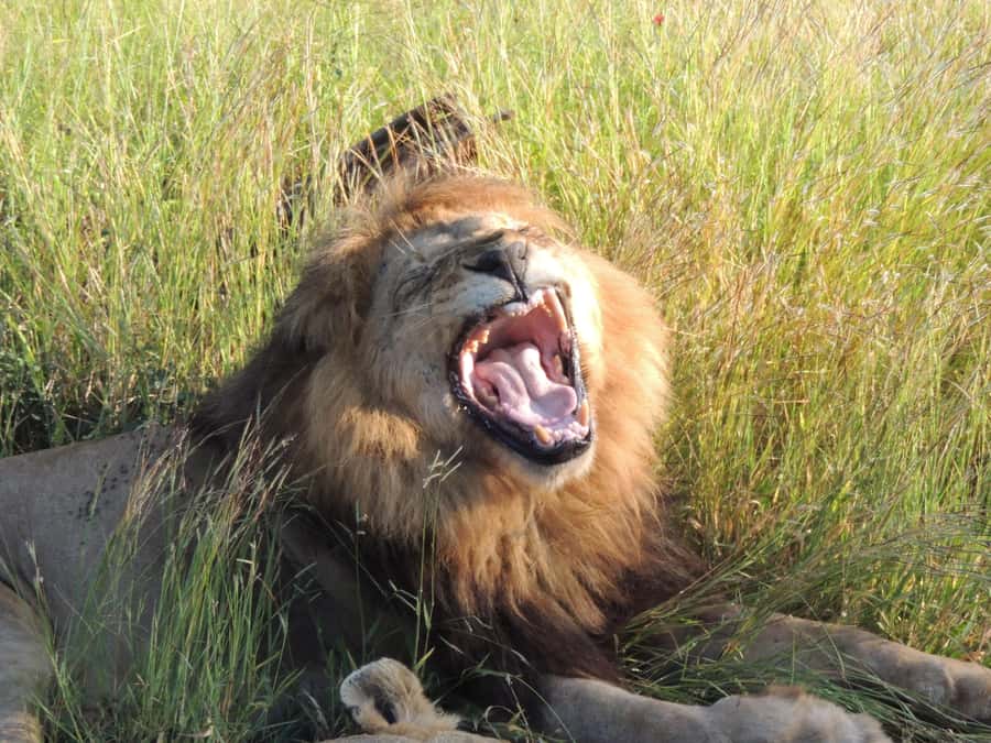 Kruger National Park: Wildlife-Watching Safari - Kruger at first light: why the 5:00 start matters