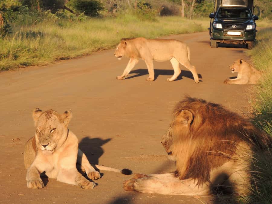 Kruger National Park: Wildlife-Watching Safari - Lions, cheetahs, and the honest search for a leopard