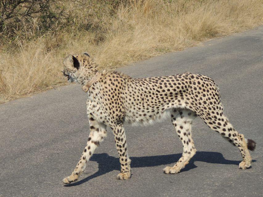 Kruger National Park: Wildlife-Watching Safari - A guide-led safari that encourages questions