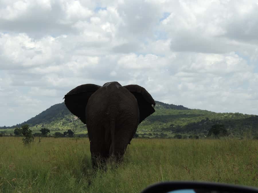 Kruger National Park: Wildlife-Watching Safari - Open sides, fresh air, and practical comfort