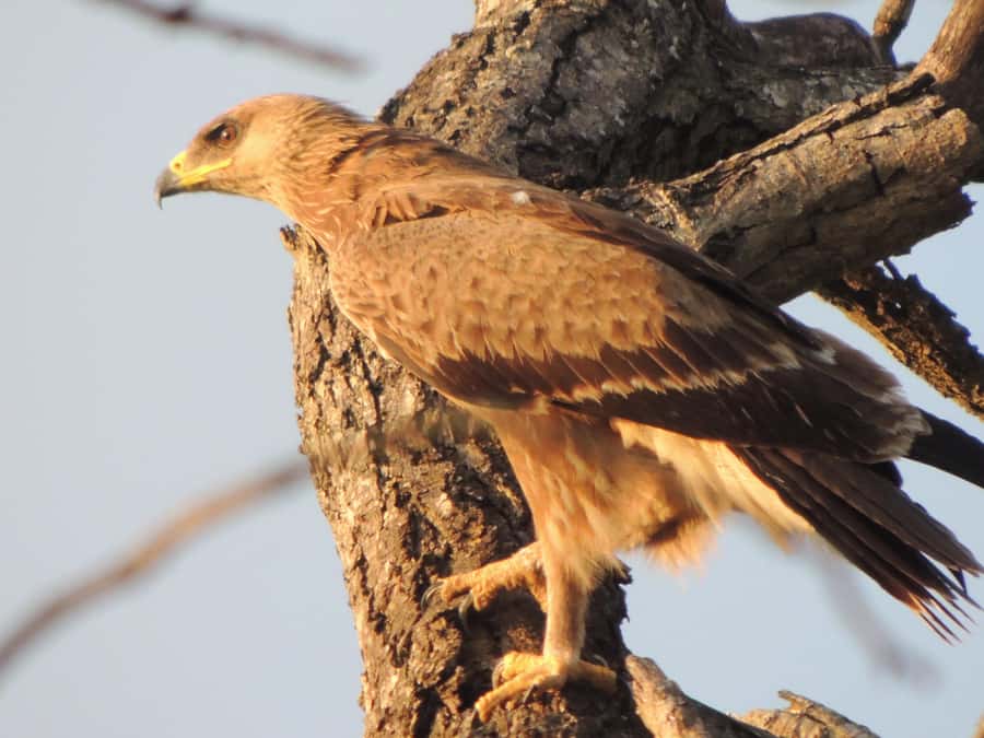 Kruger National Park: Wildlife-Watching Safari - Morning or afternoon: choosing the better departure