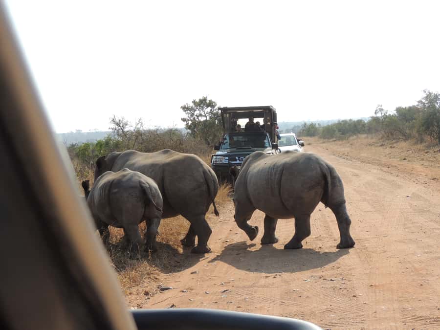 Kruger National Park: Wildlife-Watching Safari - Pickup, meeting point, and gate costs
