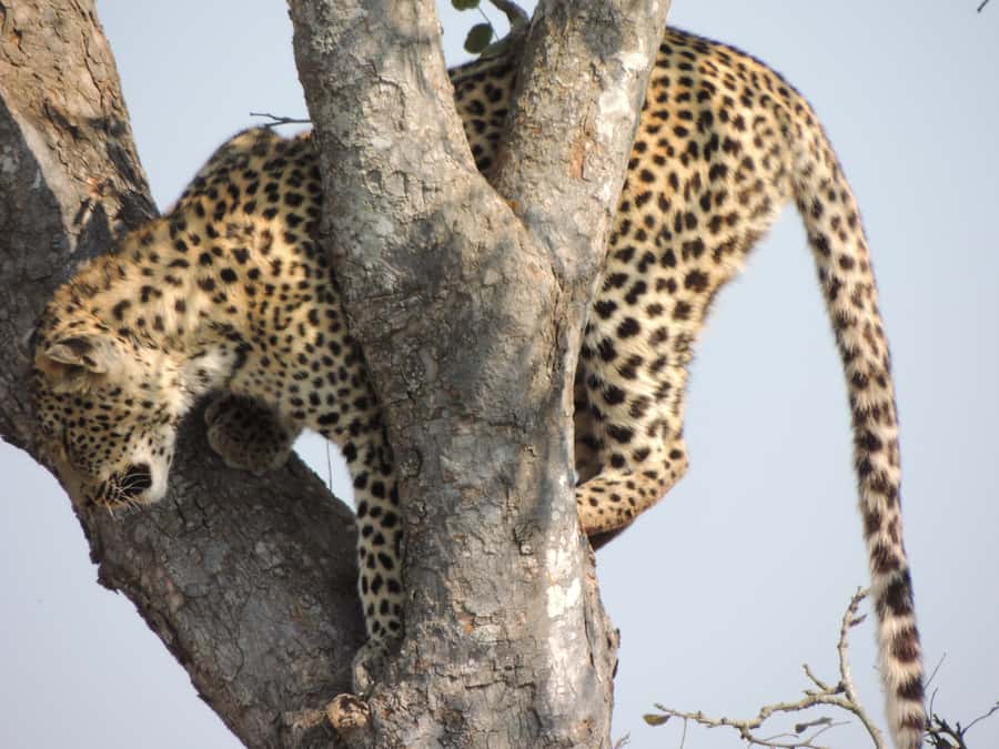 Kruger National Park: Wildlife-Watching Safari - Who will get the most from this safari