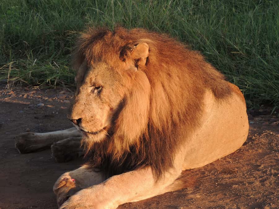 Kruger National Park: Wildlife-Watching Safari - The opening drive: watching the bush wake up