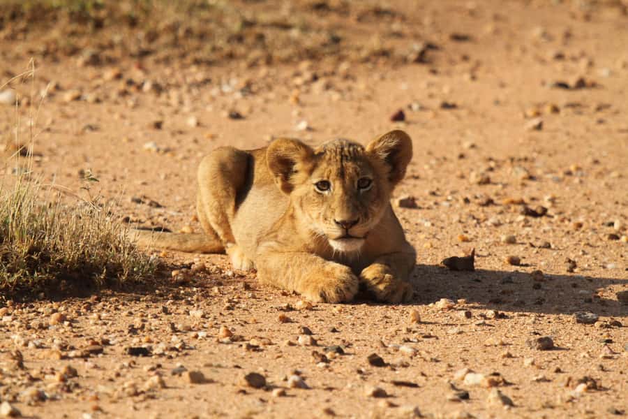 Kruger Park Full Day Safari From Hoedspruit - Key points at a glance