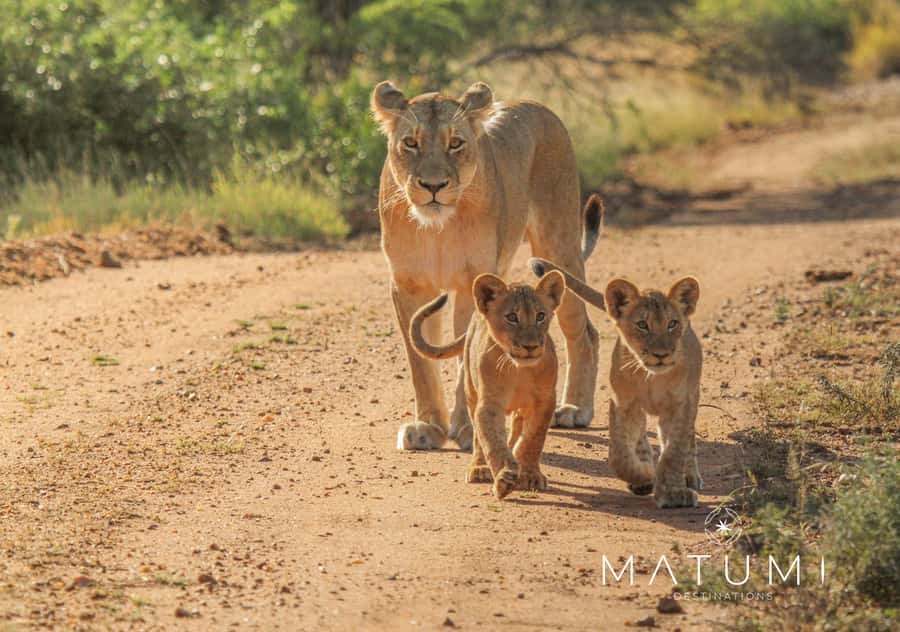 Kruger Park Full Day Safari From Hoedspruit - Why a full day makes sense in Kruger
