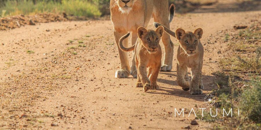 Kruger Park Full Day Safari From Hoedspruit - Eight hours of game drives and scenic roads