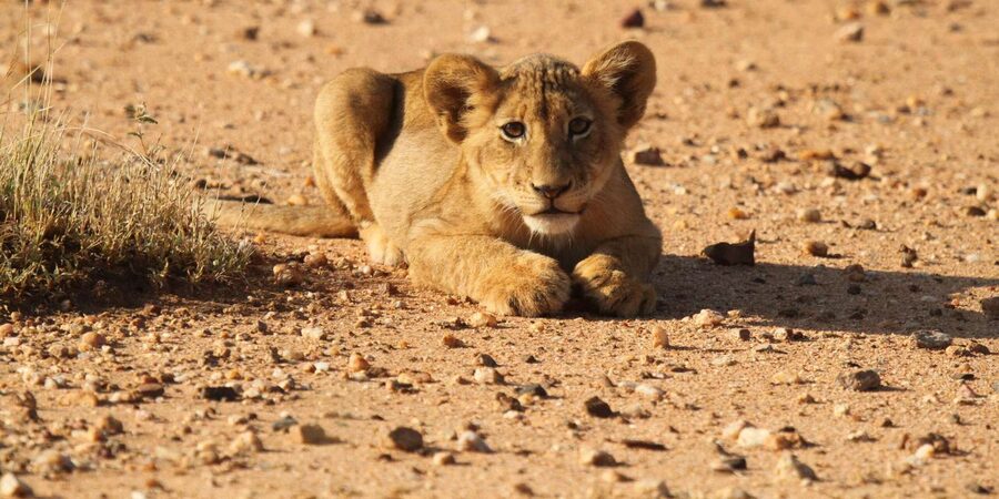 Kruger Park Full Day Safari From Hoedspruit - Who will enjoy this safari most