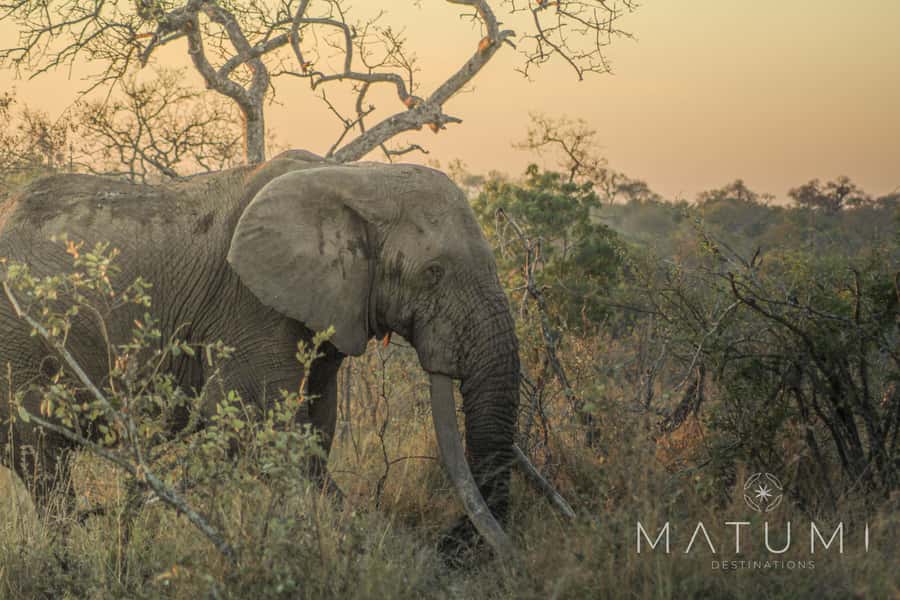 Kruger Park Full Day Safari From Hoedspruit - Starting at the Rhino Convention Centre