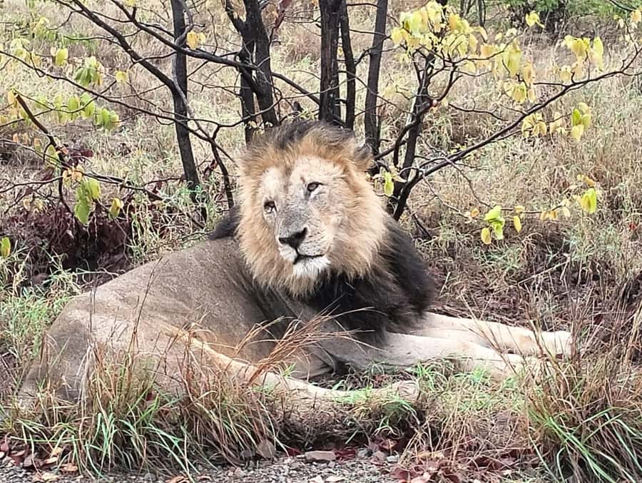 Kruger Park Safari from Maputo - Why a Maputo to Kruger day makes sense