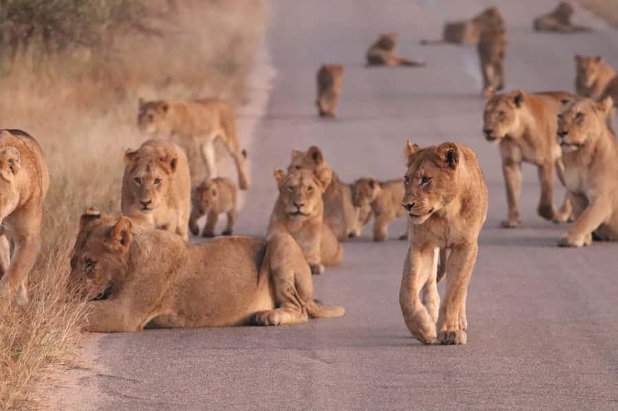 Kruger Park Safari from Maputo - The early pickup from your Maputo lodging