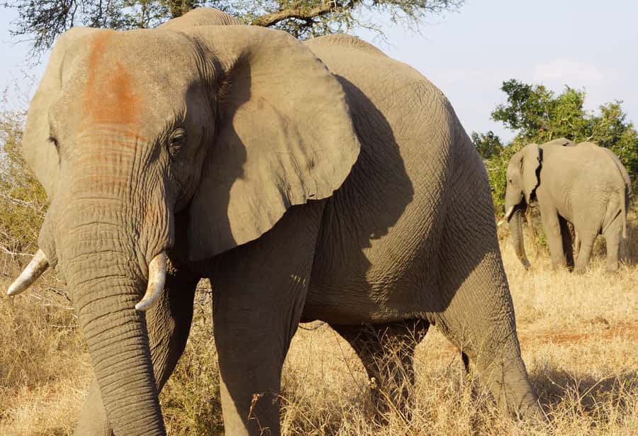 Kruger Park Safari from Maputo - Eight hours searching Kruger’s southern area
