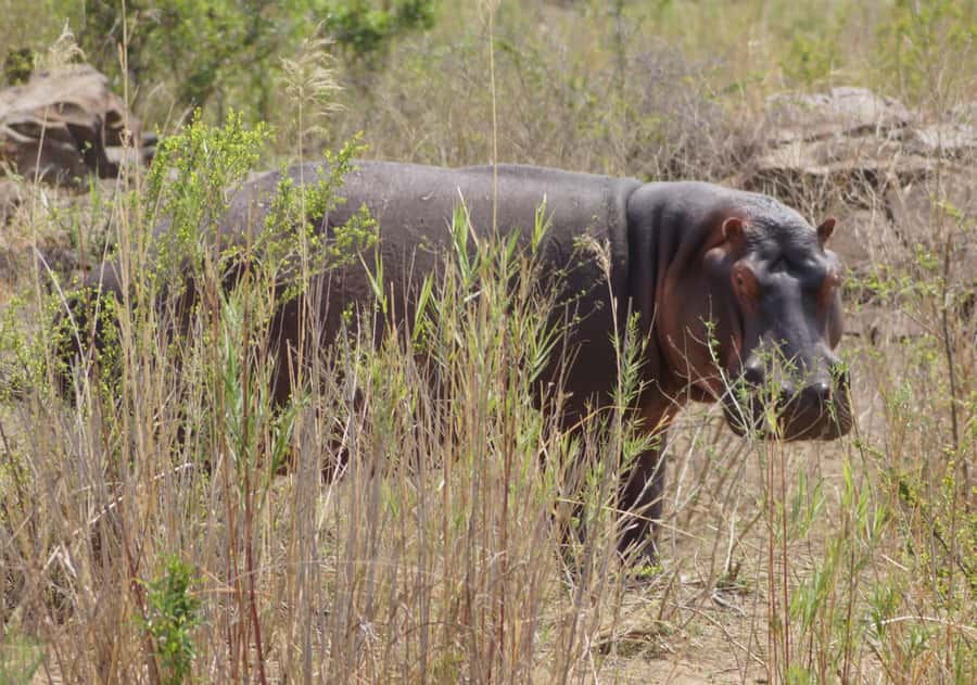 Kruger Park Safari from Maputo - The return across the border to Maputo
