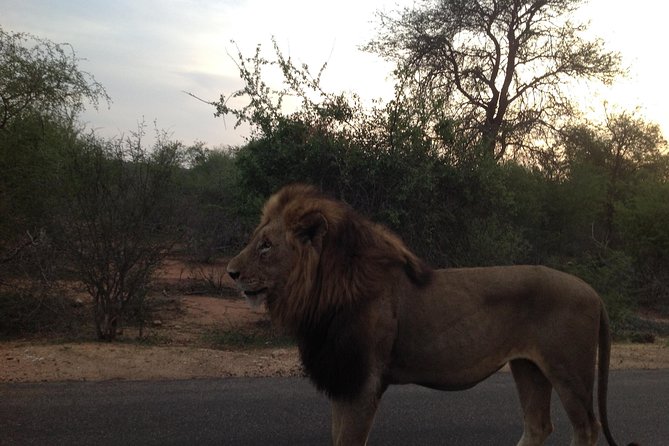 Kruger Park Safari: Guided Day Tour from Nelspruit - From Nelspruit hotel to Kruger gate