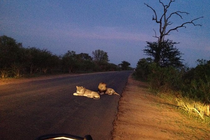 Kruger Park Safari: Guided Day Tour from Nelspruit - Lunch, rest stops, and the practical middle of the day