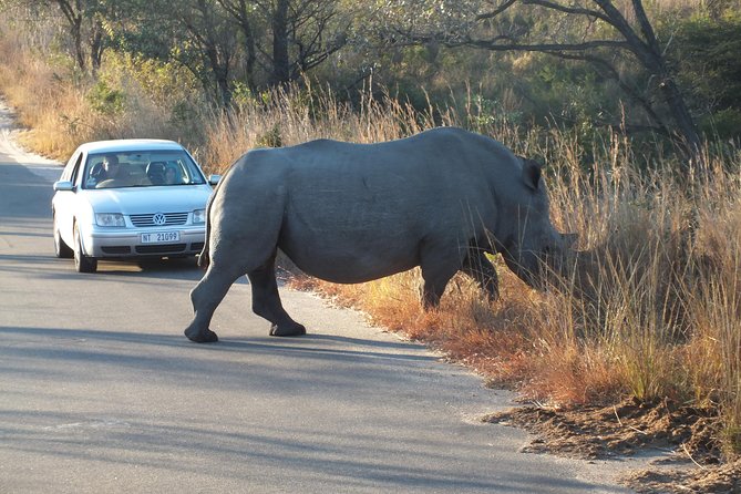 Kruger Park Safari: Guided Day Tour from Nelspruit - What the $94.90 price really buys