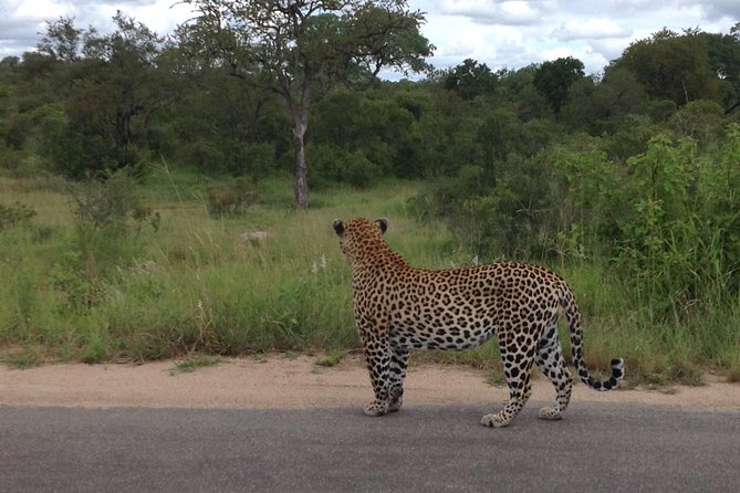 Kruger Park Safari: Guided Day Tour from Nelspruit - Who should book this Kruger day tour?