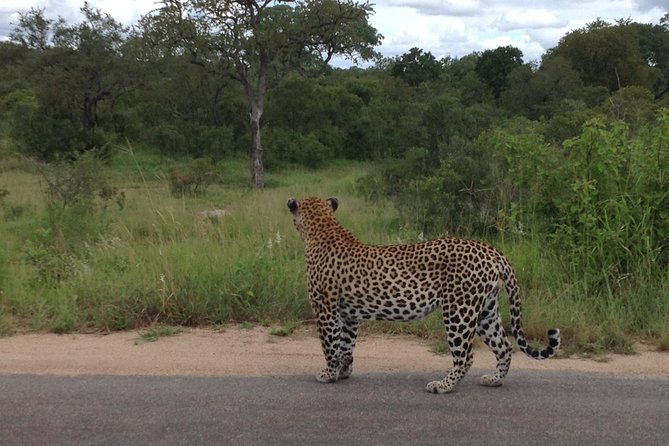 Kruger Park Safari: Guided Day Tour from Nelspruit - The first game drive and the search for the Big Five