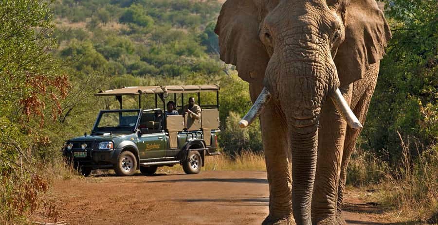 Kruger Park Scheduled Full day Safari Drive from Hoedspruit - Key points to know before booking
