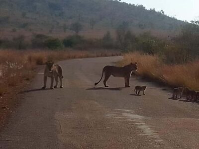 Lion park