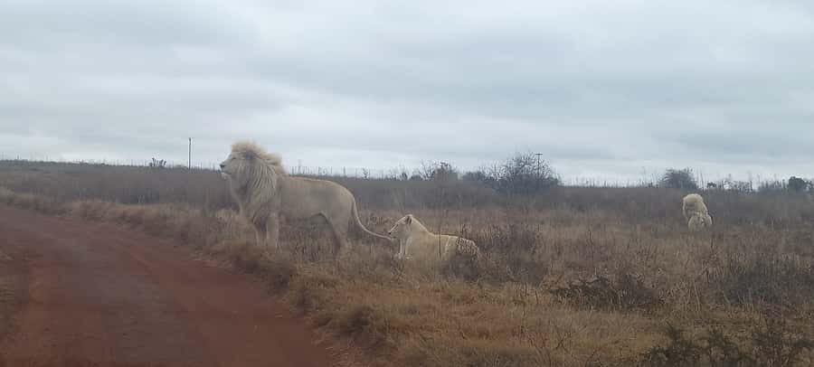 Lion park - The transport warning deserves attention
