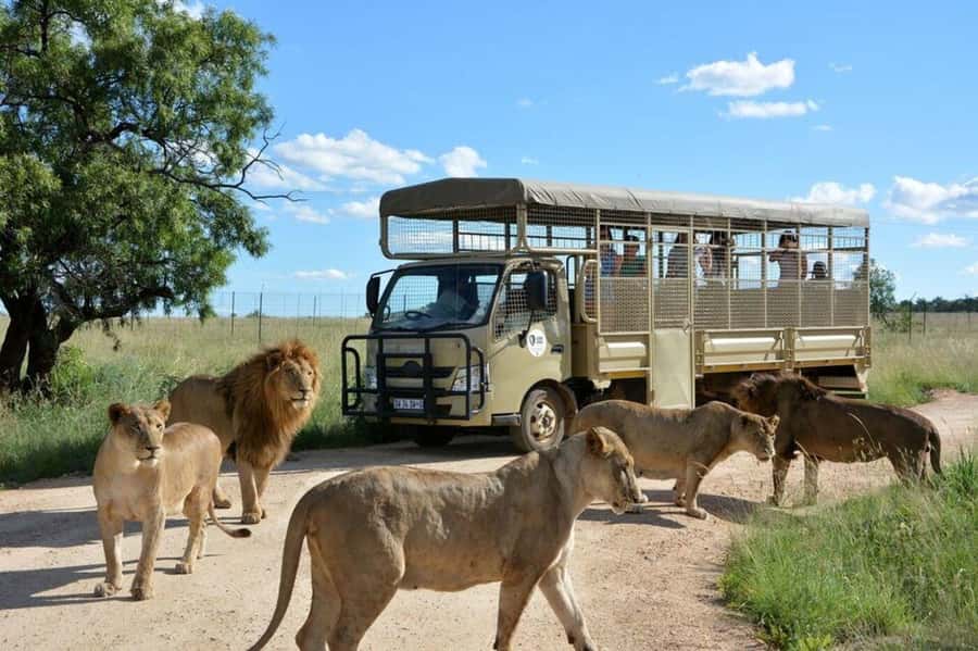 Lion Park Tour in Open Safari Vehicle - Why the White Lions Are the Main Attraction